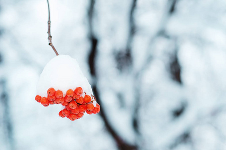 雪覆盖的红罗旺浆果靠近