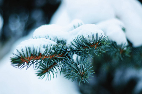 白雪覆盖的树枝蓝色云杉特写