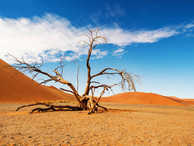 死骆驼楂树和根对红沙丘和蓝天在Deadvlei，盐锅Sossusvlei。450年的枯树。纳米比亚国家公园，非洲