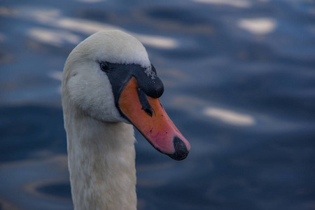 天鹅头关闭天鹅头的侧面视图. 背景中的湖水. 英国的动物.照片
