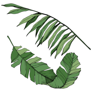 向量异国情调热带夏威夷夏天。绿色雕刻水墨艺术。被隔绝的叶子例证元素