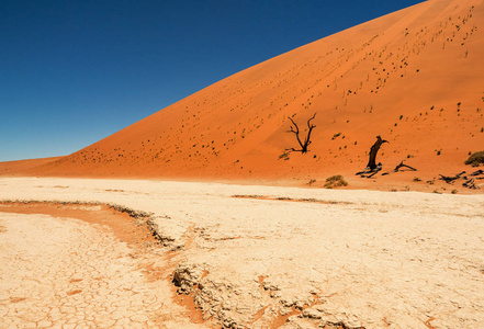 沙漠景观与红色沙丘和死骆驼山楂树和根在Deadvlei，盐锅Sossusvlei。纳米比亚NamibNaukluft国家公园