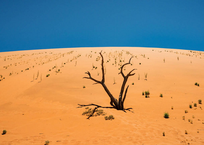 死骆驼楂树和根对红沙丘和蓝天在Deadvlei，盐锅Sossusvlei。450年的枯树。纳米比亚国家公园，非洲