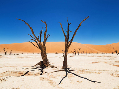 死骆驼楂树和根对红沙丘和蓝天在Deadvlei，盐锅Sossusvlei。450年的枯树。纳米比亚国家公园，非洲