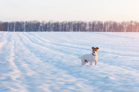 白杰克在雪地里的小狗