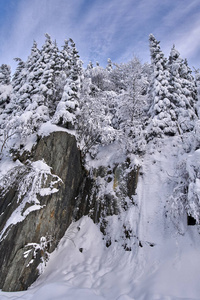 白天积雪覆盖杉树的山景