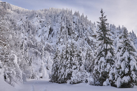 白天积雪覆盖杉树的山景