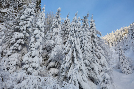 白天积雪覆盖杉树的山景