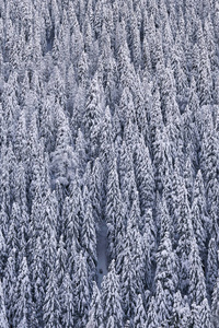 白天雪覆盖着杉树的山景