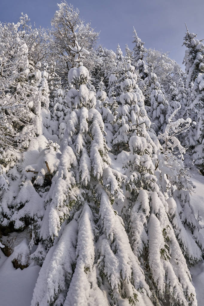 白天雪覆盖着杉树的山景