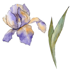 紫色虹膜花卉植物花。水彩背景插图集。孤立的虹膜插图元素