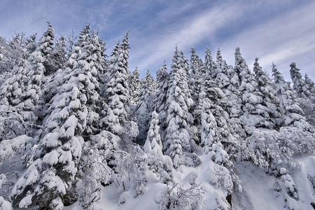 白天雪覆盖着杉树的山景