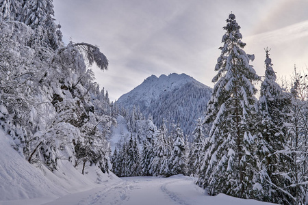 覆盖着雪和松林山脉的冬季景观