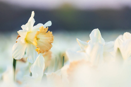 五颜六色的盛开花田与白色水仙或水仙花特写在日落。 受欢迎的旅游目的地。