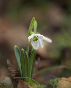 春天有两朵雪花Galanthusnivalis。