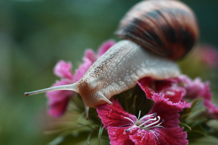 花上美丽的蜗牛。