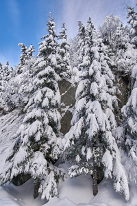 白天雪覆盖着杉树的山景