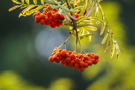 一种通常被称为罗万和山灰的山梨的橙色水果浆果。 秋天在明亮的阳光下绽放。