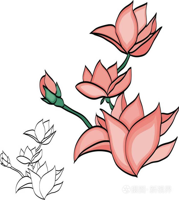 玉兰花开放植物芽粉花瓣自然开花植物植物区系设计师花插画-正版商用