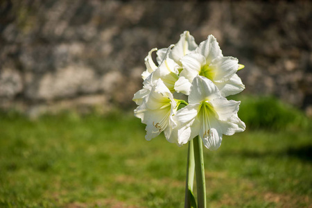 美丽的白色花簇,盛开着绿色.