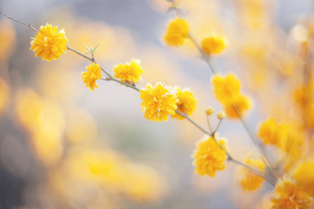 结花的黄色花朵接近。