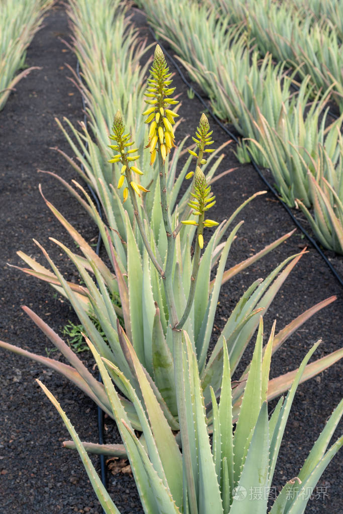 库拉索岛库拉索岛农场芦荟植物西班牙