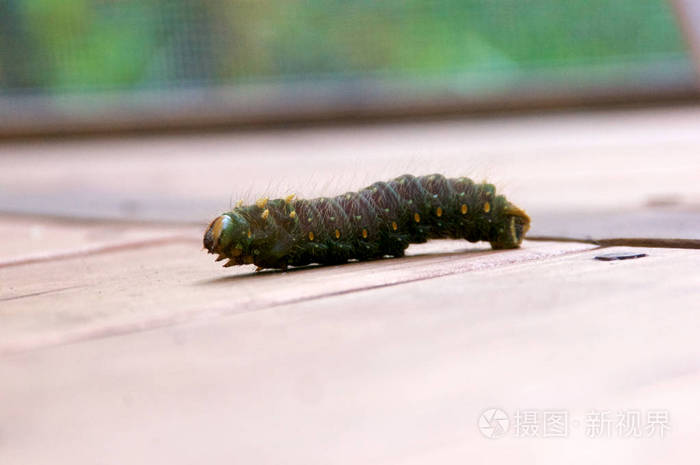 关闭大灰色角毛毛毛虫行走在木制表面眼睛水平的视图