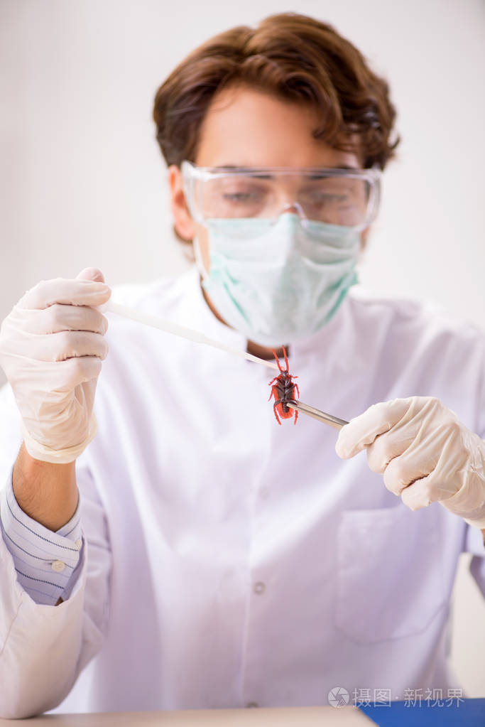 在实验室研究新物种的男性昆虫学家