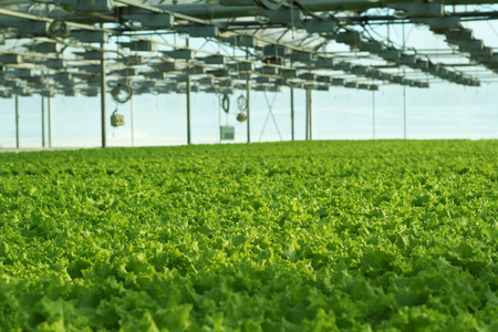 在温室里种植黄瓜。工业农业温室