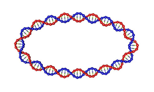 DNA链以椭圆形的形式存在。 孤立在白色背景上。 三维渲染插图。
