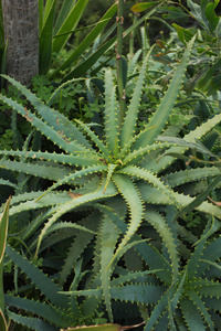 芦荟植物。 在白天。 景深模糊背景