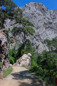 森林自然景观中山河峡谷中的道路