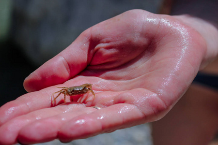 水下生活. 你手掌上的蟹宝宝照片