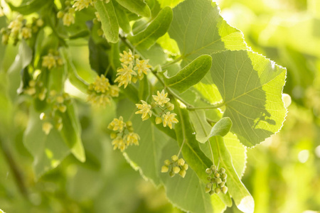 美丽的林登枝，花蕾接近。