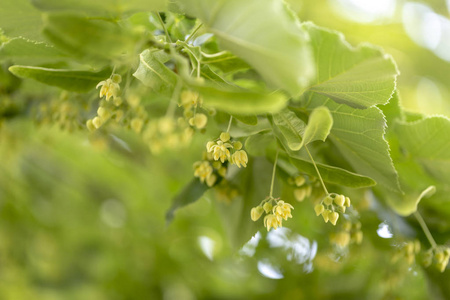 美丽的林登枝，花蕾接近。