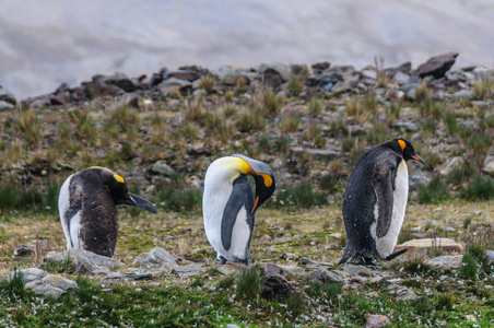 福图纳湾的三只国王企鹅