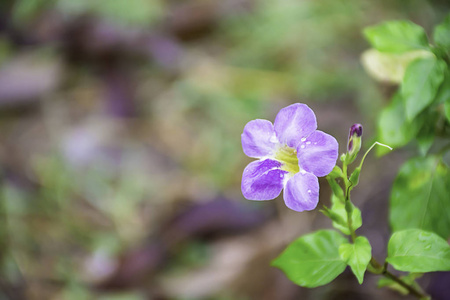 小雨后，花园里的紫色花朵上滴着水滴。