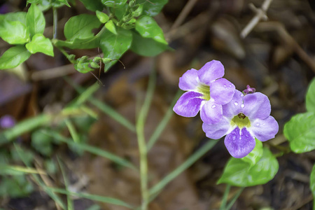 小雨后，花园里的紫色花朵上滴着水滴。