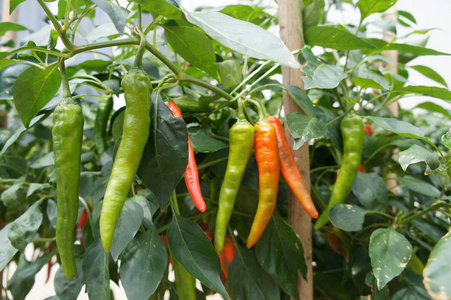 红色和绿色的辣椒植物. 种在农场里.