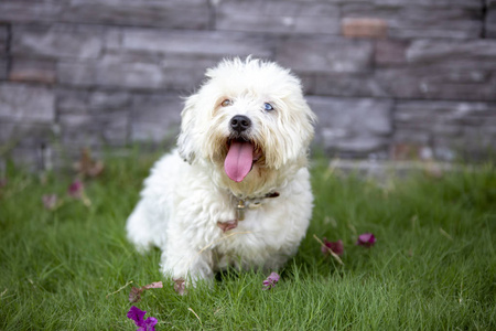  cute dog in the garden.