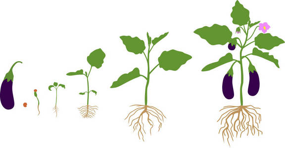 茄子根系生命周期。 从播种到开花结果的生长阶段