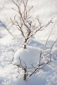 雪堆里的蓝莓灌木。 雪中灌木丛的树枝。