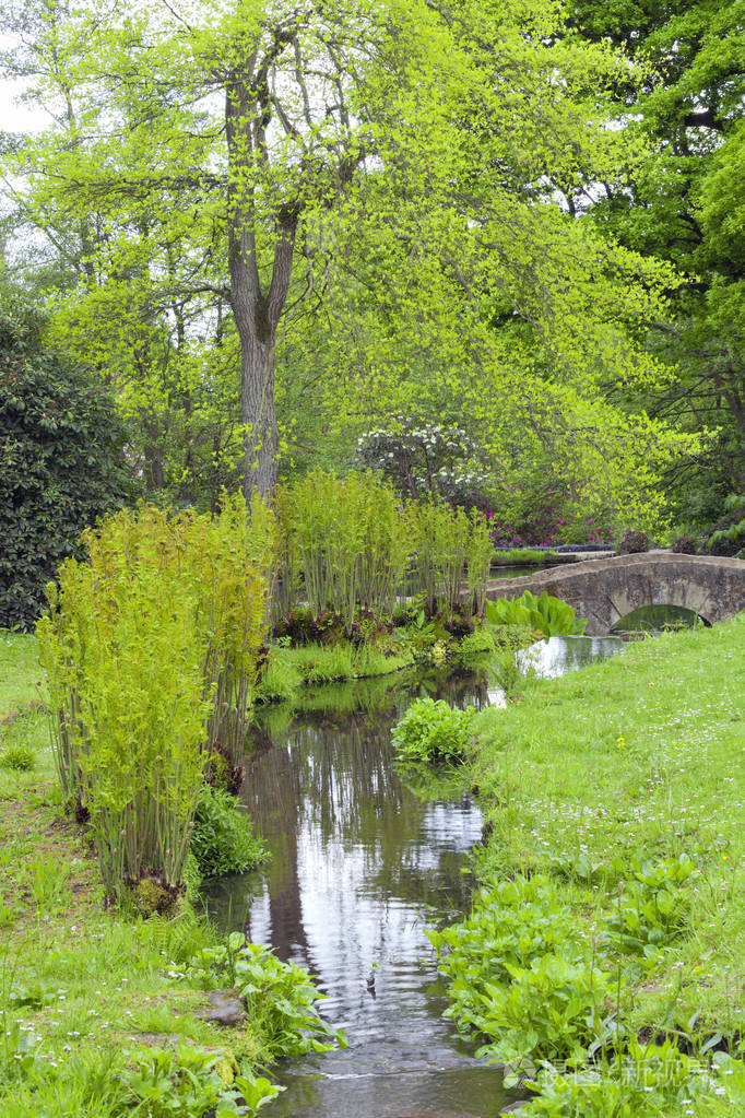 溪流蜿蜒穿过野花草甸,蕨类植物,年轻的绿叶树,古老的
