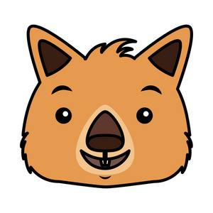 澳大利亚野生动物袋熊脸澳大利亚野生动物白色背景照片