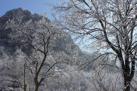 冬天的风景树木，雪和天空