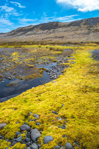 冰岛，Jokulsarlon，带黄色冰岛苔藓的冰川泻湖岸