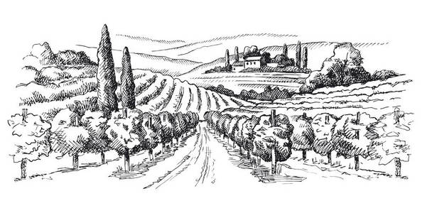 葡萄和奶酪葡萄园和酒厂.手工绘制的矢量速写手绘涂鸦葡萄酒收藏.