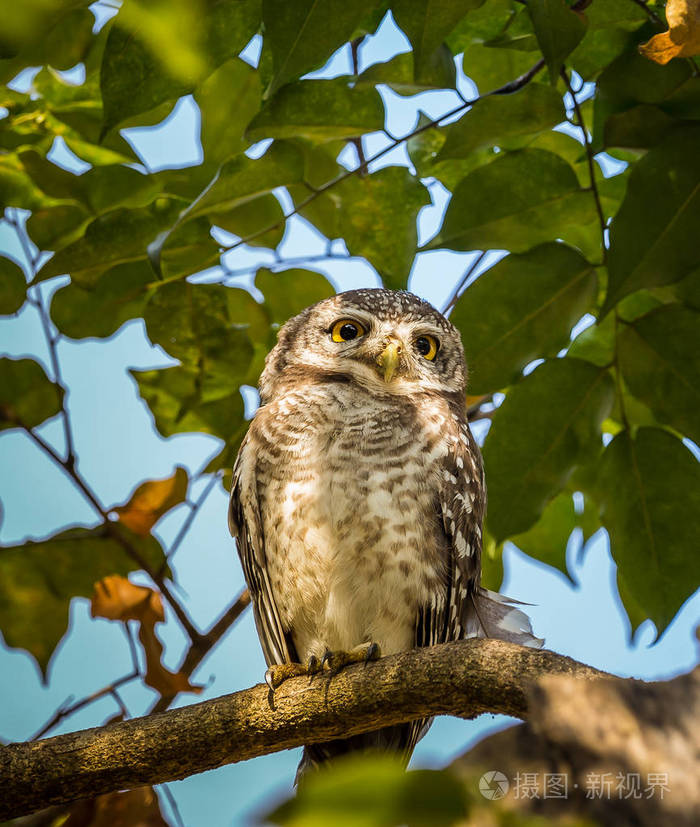 在公园的树枝上发现了猫头鹰(阿芬布拉马).