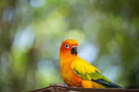 绿色背景的Aratinga Solsgat isConure。