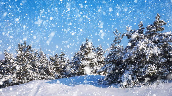 雪花从天空飘落覆盖着海霜和雪的南瓜冬季森林
